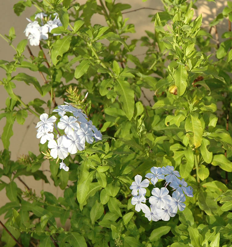 Plumbago auriculata 'alba'